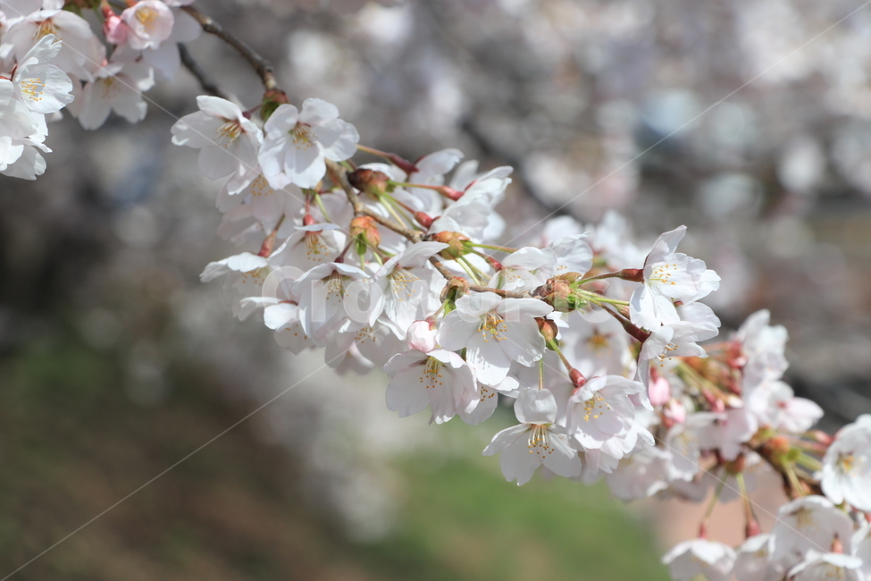 봄,벚꽃,꽃,spring,flower,cherryblossoms,봄,계절,spring,season,식물,자연,plants,nature,꽃,flower,plant,blossom