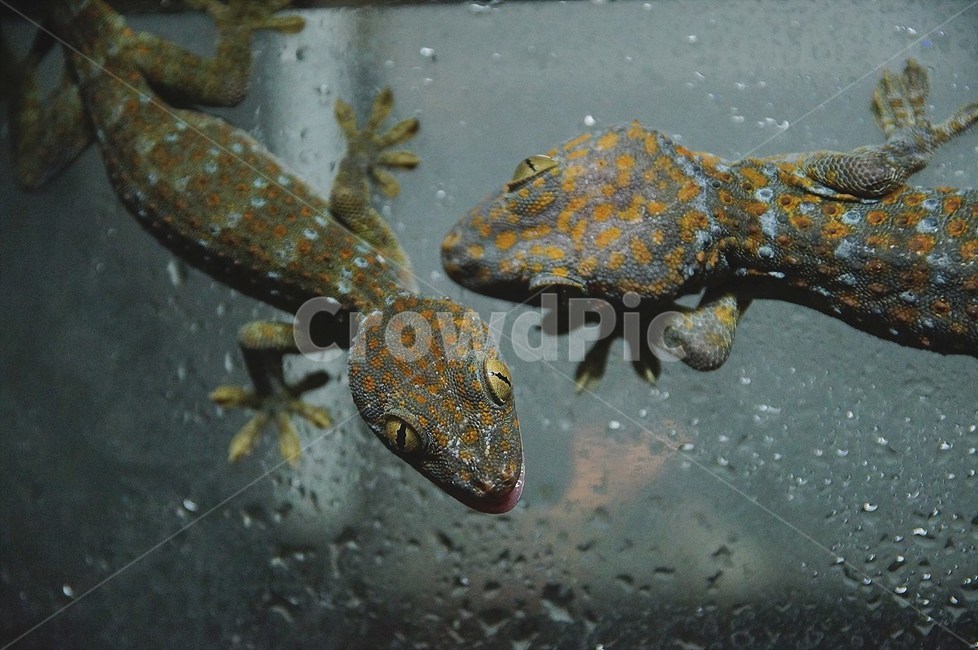 동물,파충류,도마뱀,토케이게코,희귀애완동물,이색애완동물,반려동물,reptile,lizard,동물,animal,파충류,양서류,reptile,amphibian