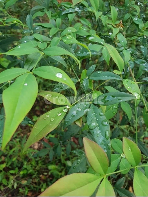 자연,식물,초록이,힐링,싱그로운,빗물,잎사귀,식물,자연,plants,nature