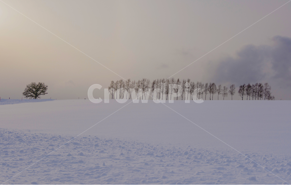 석양,일몰,나무,겨울,눈,폭설,계절,삿포로,비에이,풍경,자연,겨울,계절,winter,season,자연,풍경,nature,landscape,해외,외국,세계,foreign,oversea,world,세계자연풍경,해외자연풍경,외국자연풍경,world nature landscape,outdoors,옥외,weather,날씨,blizzard,눈보라,storm,폭풍,snow