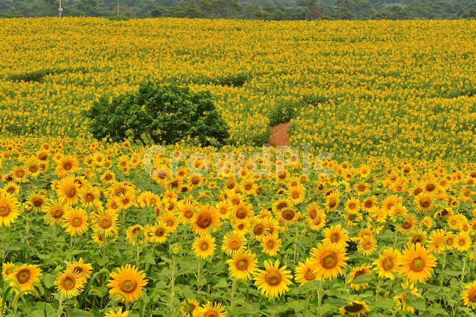 plant,식물,flower,blossom,해바라기,해바라기꽃,해바라기밭,고창,학원농장,농장,자연,경치,경관,풍경