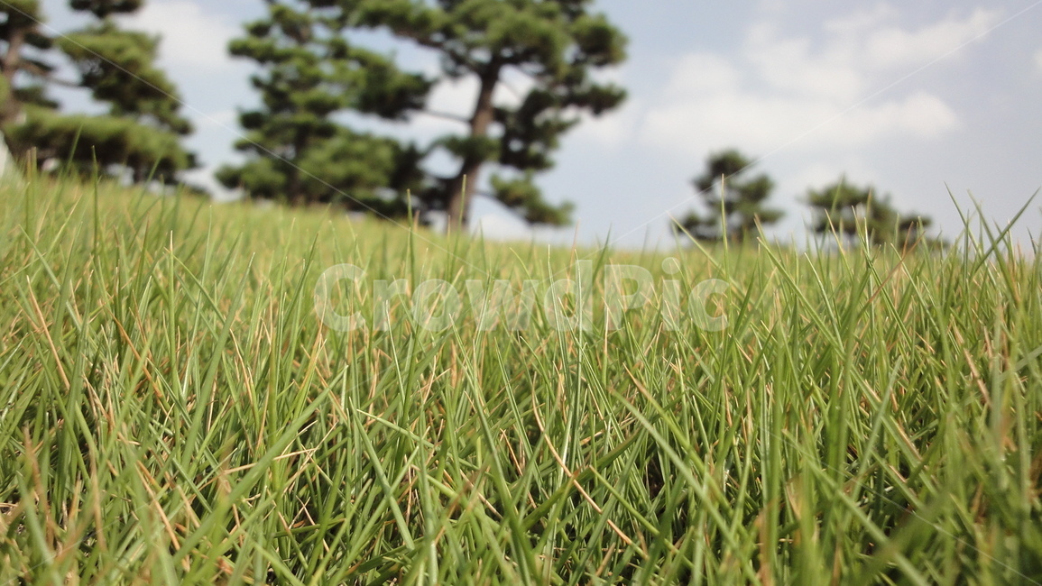 잔디,근접샷,접사,나무,풀,자연,초록,연두,하늘,green,sky,tree,grass,자연,풍경,nature,landscape