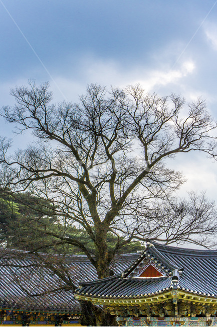 느티나무,기와,선,사찰,고찰,문화유산,전통,한국전통,한국문화,korean traditional,korean culture,식물,자연,plants,nature,나무,trees,wood,종교,신앙,religion,belief,faith,건축물,건물외관,exterior,building,structure,architecture,construction