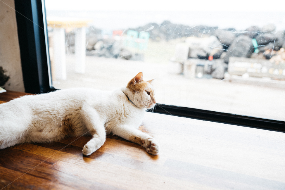고양이,야옹이,냥,길냥이,꽃냥,동물,야옹,cat,캣,동물,animal,포유류,mammal,고양이,cat,kitten,kitty,감성,sensible,feeling,휴식,힐링,rest,relaxation,healing