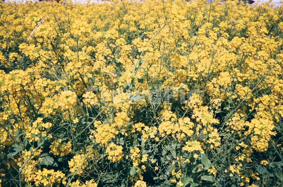 유채꽃,꽃,노란꽃,봄,자연,봄,계절,spring,season,식물,자연,plants,nature,꽃,flower,plant,blossom