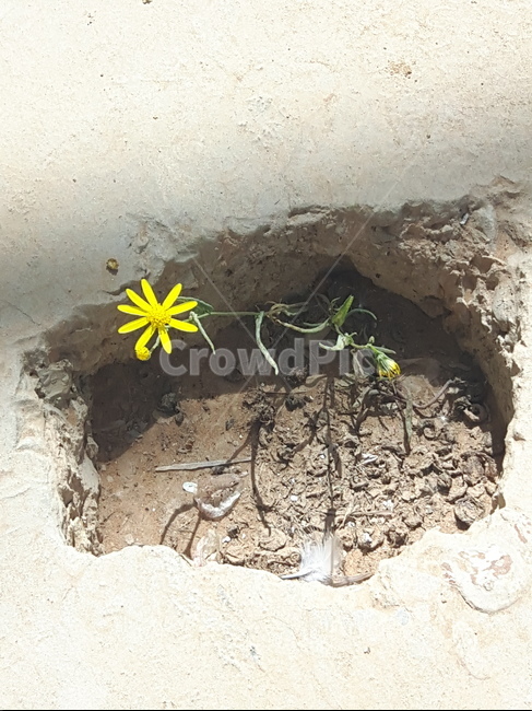 꽃,생명,신비함,기적,삶