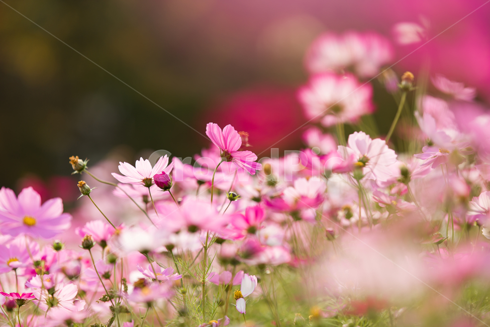코스모스,가을배경,코스모스배경,꽃배경,cosmos,pink,flower,가을,예쁜꽃배경,꽃,자연,핑크꽃,식물,자연,plants,nature,꽃,flower