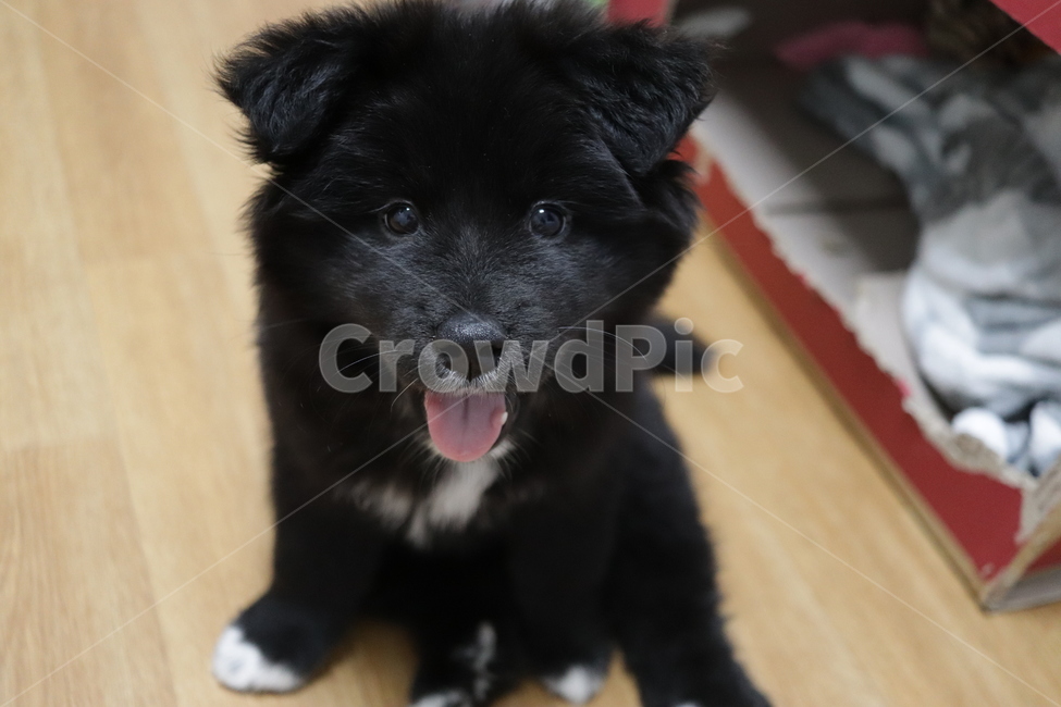 강아지,멍뭉이,미소,개활짝,웃음,동물,animal,포유류,mammal,개,강아지,dog,doggy