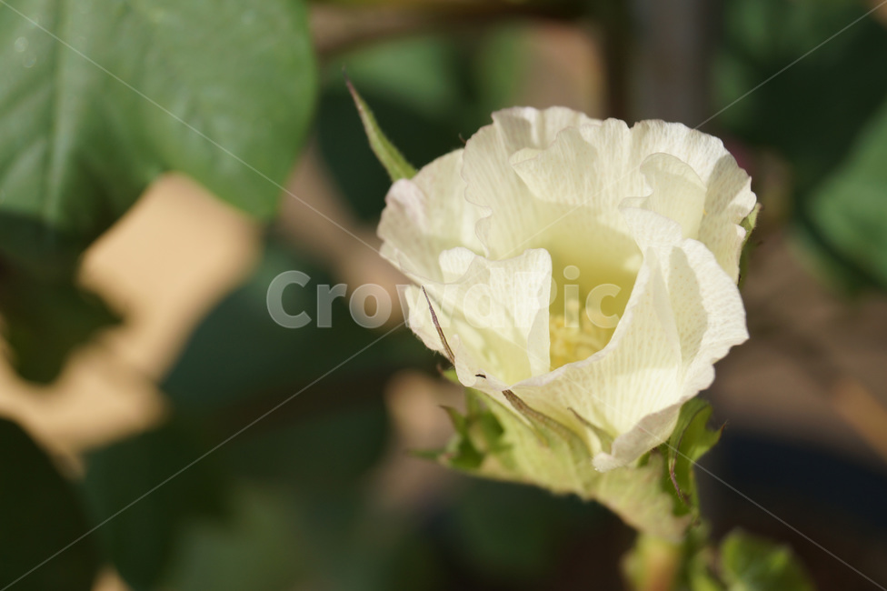 목화,가을,목화꽃,식물,목화나무,cottonplant,계절,꽃,flower,식물,자연,plants,nature,꽃,flower