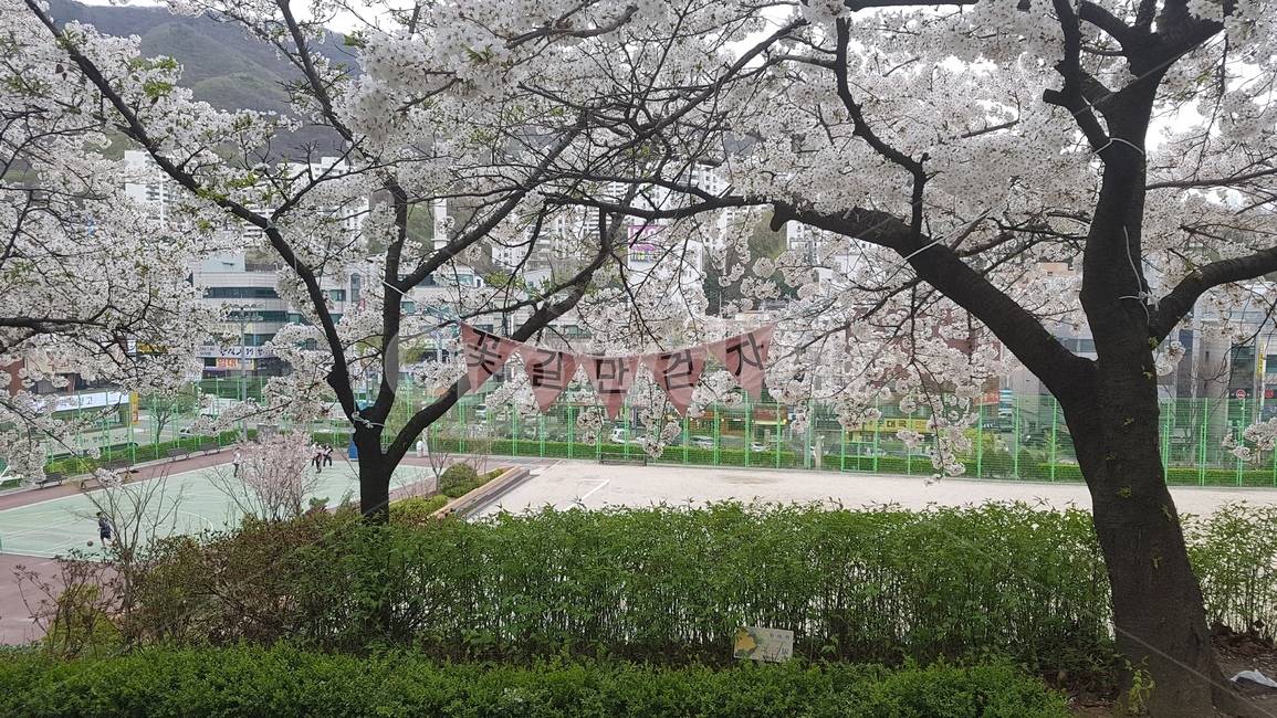 봄,벚꽃,캠퍼스,꽃,나무,봄,계절,spring,season,자연,풍경,nature,landscape,plant,식물,blossom,flower