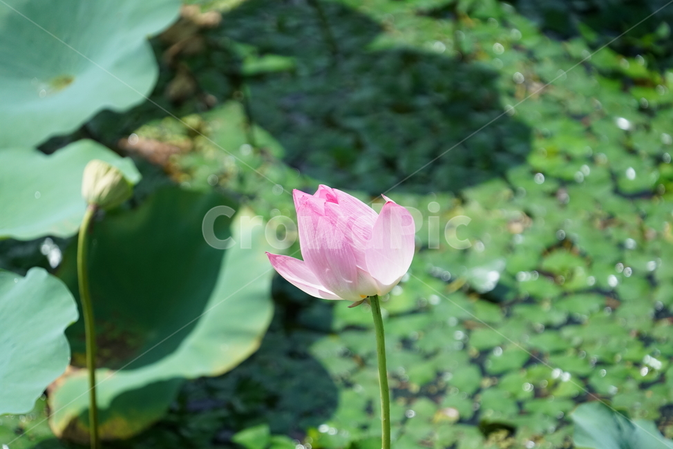 연꽃,수련,수초,식물,뿌리줄기,땅속줄기,연근,불교,연자육,연실,식물,자연,plants,nature,꽃,flower