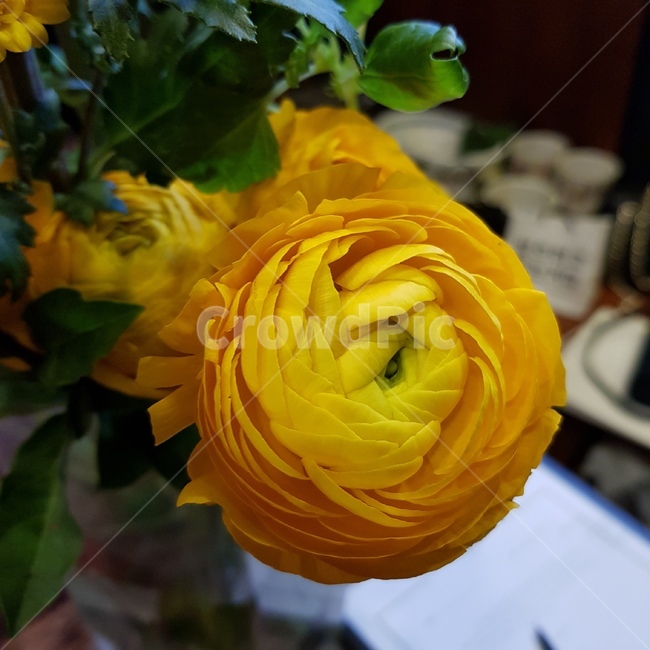 plant,식물,blossom,flower,flowerarrangement,corntree,naturalflower,frenchflower,florist,wedding,ceremony