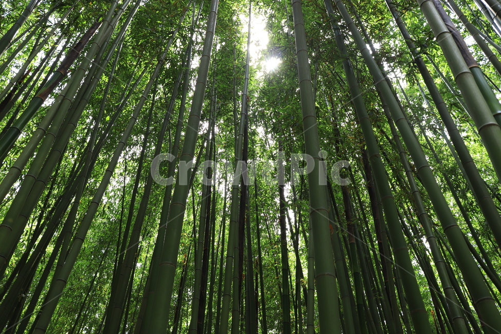 태화강십리대밭,대나무숲,산림욕,죽림욕,울산,대나무,자연,풍경,nature,landscape,plant,식물