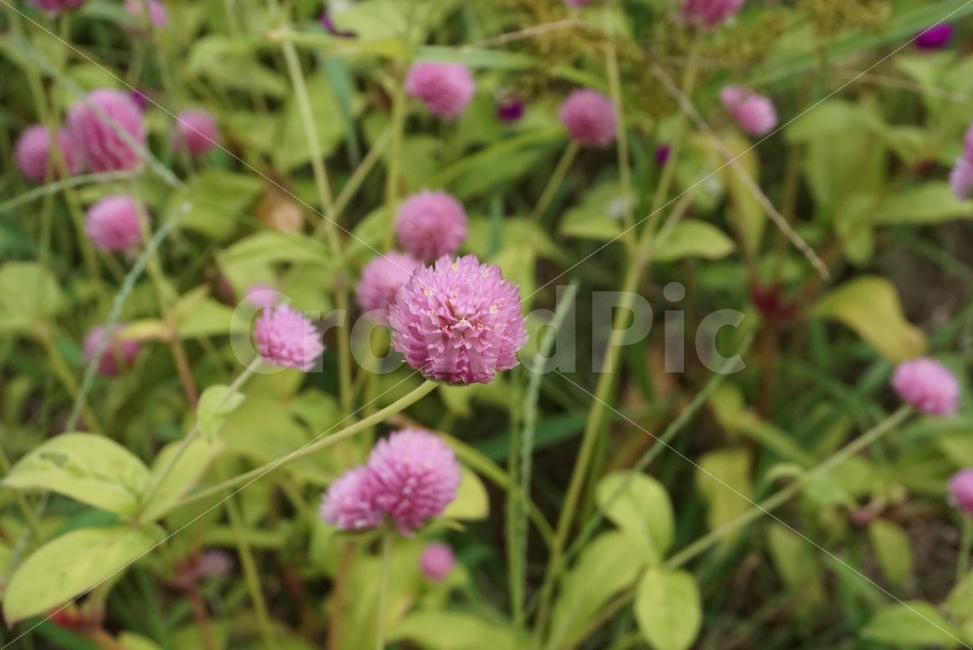 가을,가을꽃,꽃,천일홍,flower,가을느낌,느낌,식물,자연,plants,nature,꽃,flower