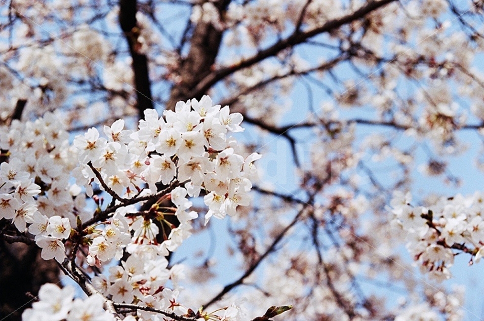 벚꽃,스냅,봄,청량,감성,벚꽃사진,스냅사진,Snap,Spring,감성사진,하늘,하늘사진,꽃,필름,필름사진,Film,Filmphotography,봄,계절,spring,season,식물,자연,plants,nature,꽃,flower,plant,blossom