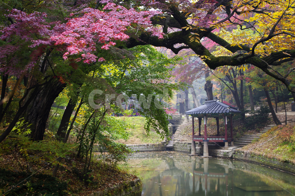 창덕궁후원,관람정,고궁,건축,전통건축,traditional,전통,가을,fall,나무,식물,plant,단풍,잎,풍경,가을,계절,fall,autumn,season,한국전통,한국문화,korean traditional,korean culture,랜드마크,landmark,tourist attraction,한국랜드마크,한국관광지,한국명소,korea landmark,korea tourist attraction,outdoors,옥외