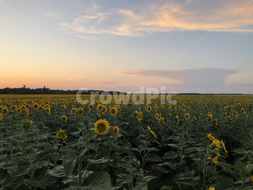 해질녘,해바라기,sunflower,sky,nature,하늘,식물,자연,plants,nature,꽃,flower