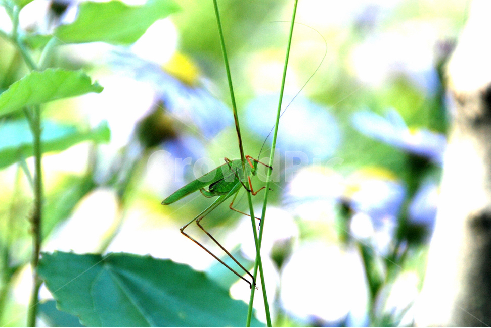 여치,곤충,가을,숲속,자연,동물,animal,곤충,벌레,insect,bug