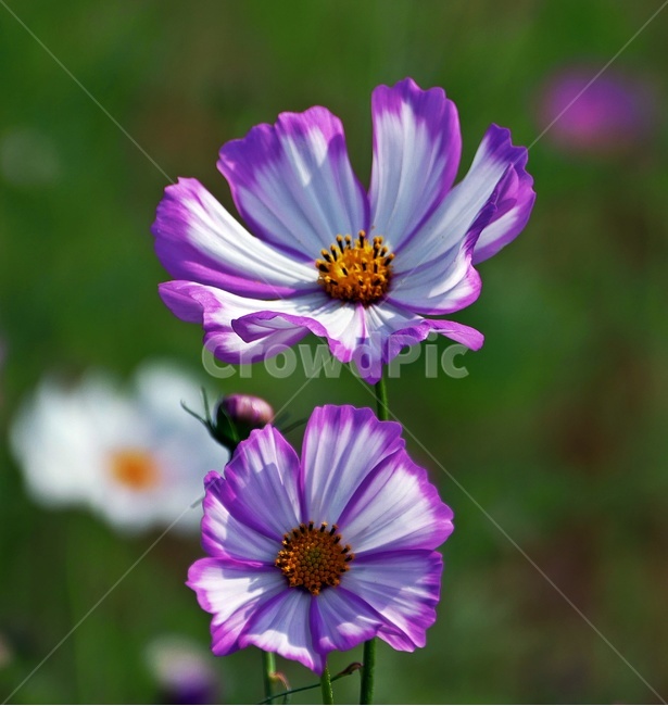 코스모스,식물,가을꽃,가을,화분,식물,자연,plants,nature,꽃,flower