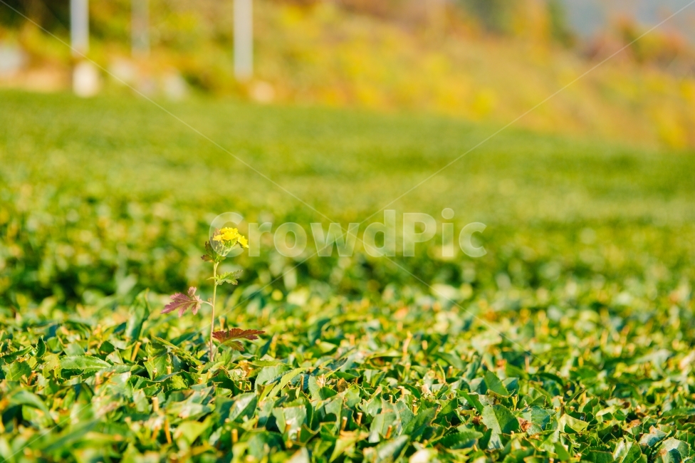 녹색,다원,녹차밭,낙엽,감성사진,힐링,여행,한국적,식물,자연,plants,nature,꽃,flower,감성,sensible,feeling