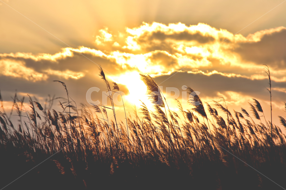 갈대,노을,색감,감성사진,감성,분위기,일몰,석양,풍경,자연,풍경,nature,landscape,식물,plants,감성,sensible,feeling,sunlight,햇빛,grass,잔디,plant