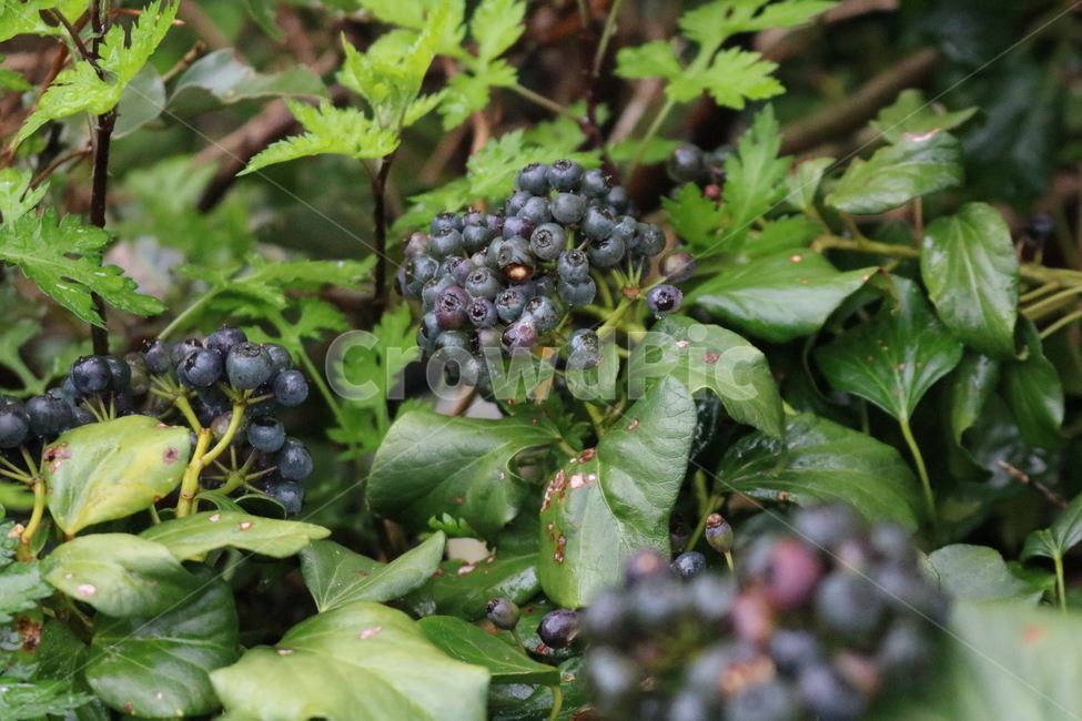 식물,plant,fruit,과일,자연,nature