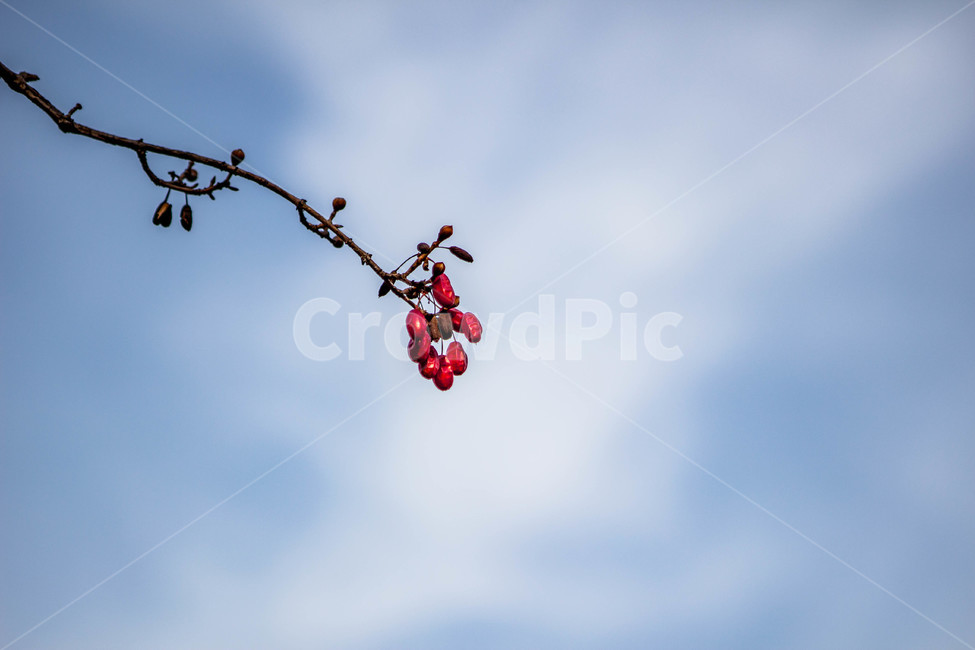 산수유,파란하늘,하늘,맑은하늘,열매,식물,자연,plants,nature,과일,열매,fruit