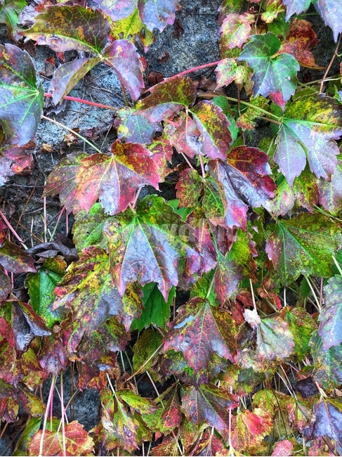 나무,잎사귀,파릇,초록,수풀,가을,천고마비,수확,싱싱,생생,식물,자연,plants,nature,나무,trees,wood