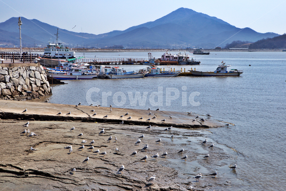 외포리,바다,여객선,어선,갈매기,방파제,축대,산업,industry,industrial,어업,fishery,fishing industry