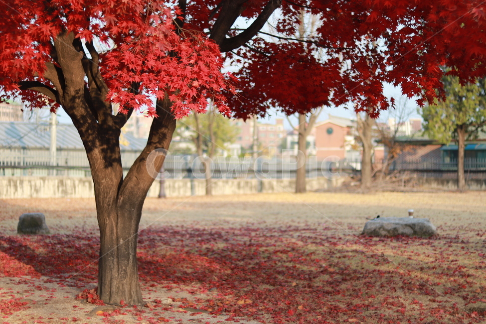 단풍나무,단풍,단풍잎,가을,autumn,가을,계절,fall,autumn,season,식물,자연,plants,nature,나무,trees,wood,plant,leaf,잎,tree,maple,tree trunk,나무 줄기