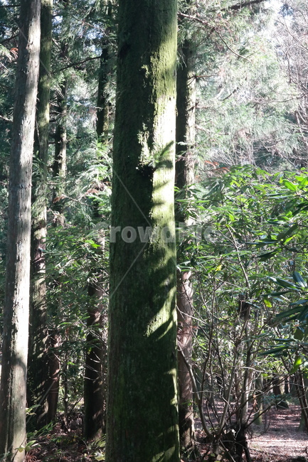 숲,나무,풀,햇빛,자연,나무들,숲길,산,그린,초록색,날씨,빛,식물,자연,plants,nature,나무,trees,wood