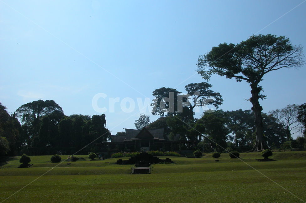 인도네시아,보고르식물원,보고르,나무,큰나무,indonesia,bogor,botanicgarden,botanic,garden,tree,bigtree