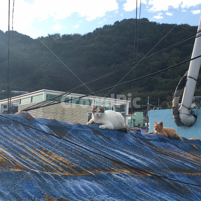 고양이,부산,벽화마을,지붕위,지붕,동물,animal,포유류,mammal,고양이,cat,kitten,kitty