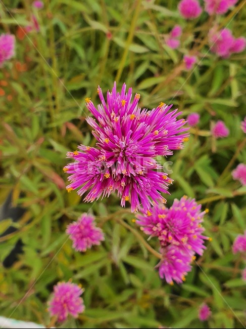 천일홍,가을,꽃,접사,식물,식물,자연,plants,nature,꽃,flower