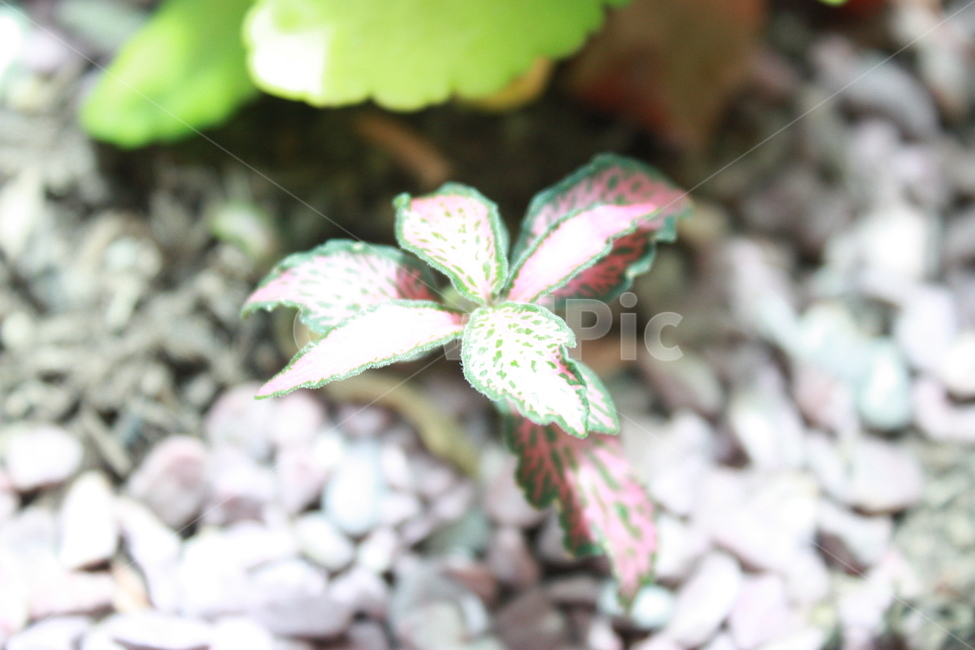 plant,식물,leaf,나뭇잎,자연