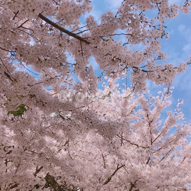 식물,꽃,flower,blossom,plant,벚꽃,분홍