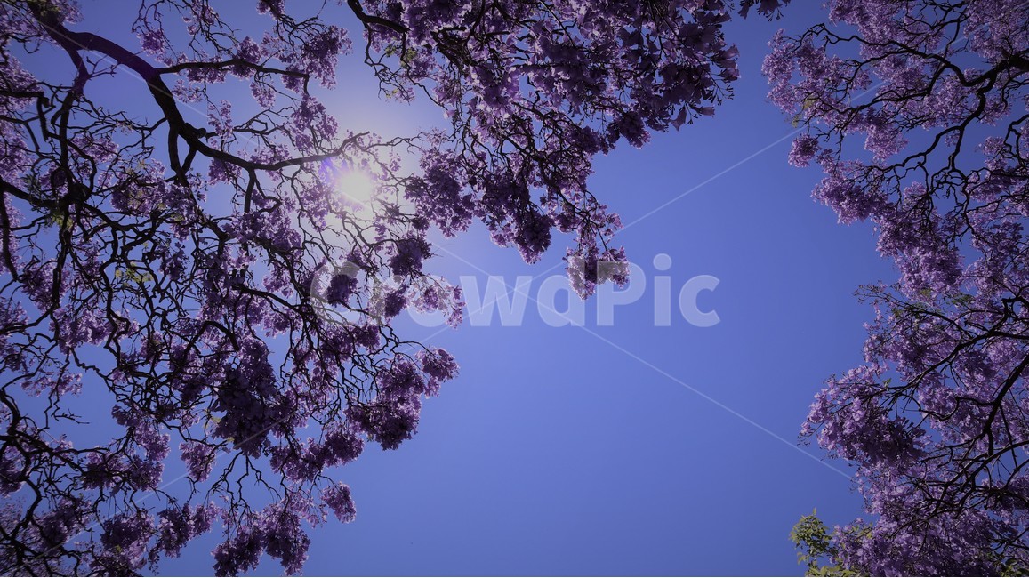 jacaranda,자카란다,봄,하늘,plant,식물,tree,나무,sky,blossom,꽃,식물,자연,plants,nature,꽃,flower