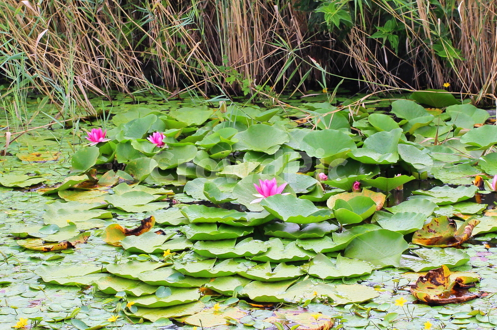 연꽃,연못,소나기,자연,개구리,식물,자연,plants,nature,꽃,flower