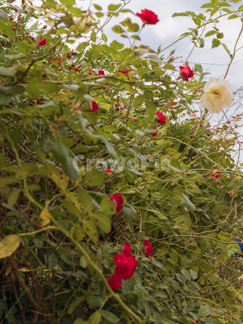 장미,꽃,식물,plant,blossom,flower,식물,자연,plants,nature,꽃,flower
