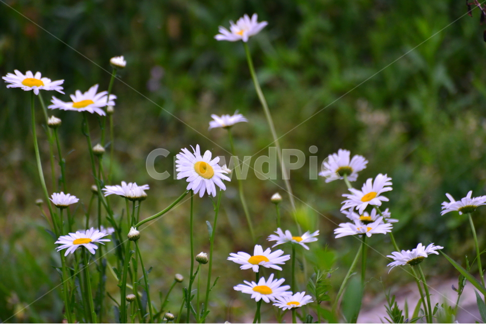 plant,daisies,flower,blossom,꽃,daisy,데이지,식물,자연,plants,nature,꽃,flower