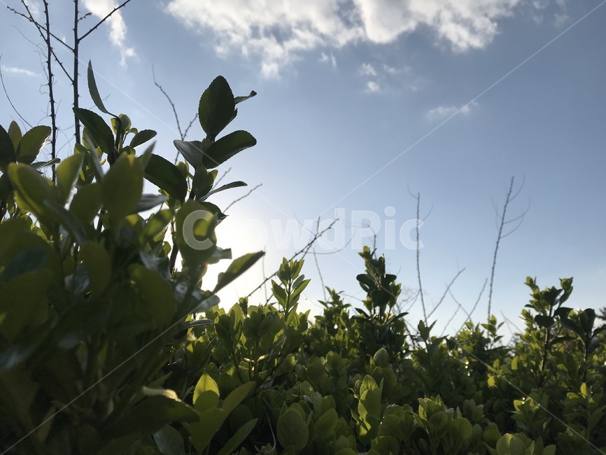 역광,풀,하늘,자연,나뭇잎,자연,풍경,nature,landscape,outdoors,옥외