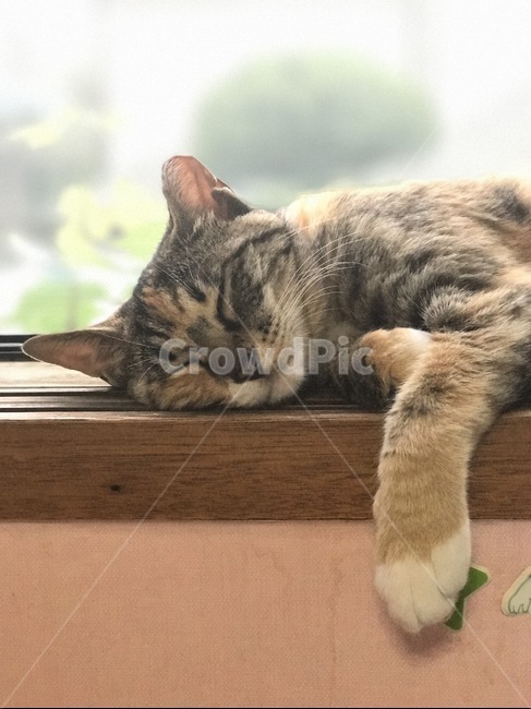 고양이,휴식,낮잠,햇살,애완동물,누워있는,동물,animal,포유류,mammal,고양이,cat,kitten,kitty,휴식,힐링,rest,relaxation,healing