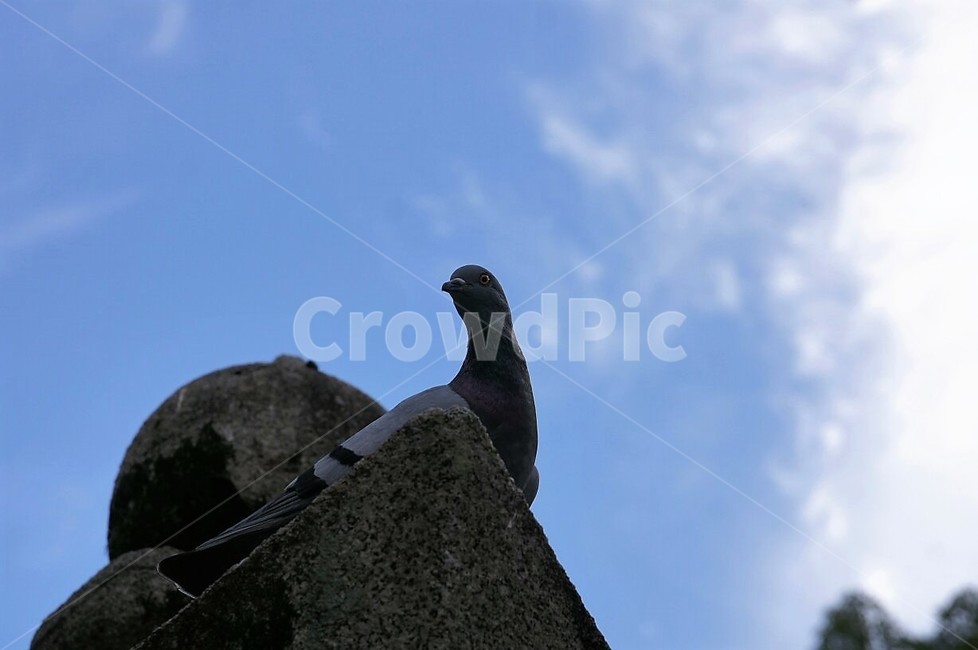 새,동물,자연,nature,animal,bird,건물,하늘,구름,파란하늘,sky,동물,animal,조류,새,birds