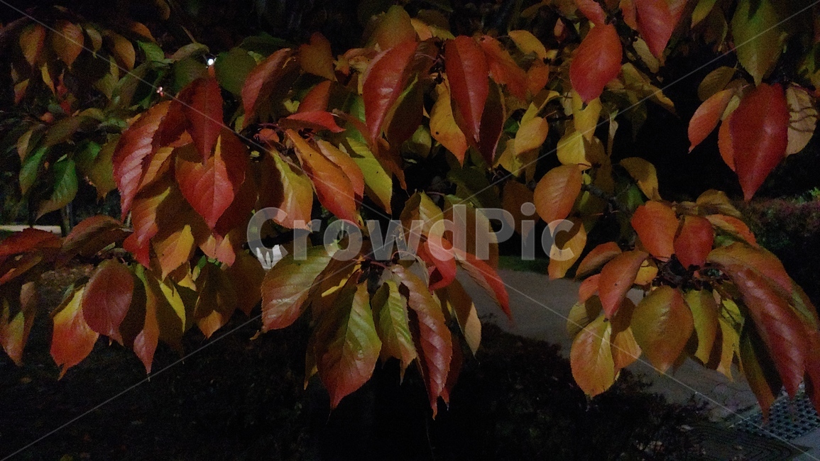단풍,단풍잎,빨간단풍,붉은단풍,식물,leaf,tree,가을,계절,fall,autumn,season,식물,자연,plants,nature,잎,plant,나무