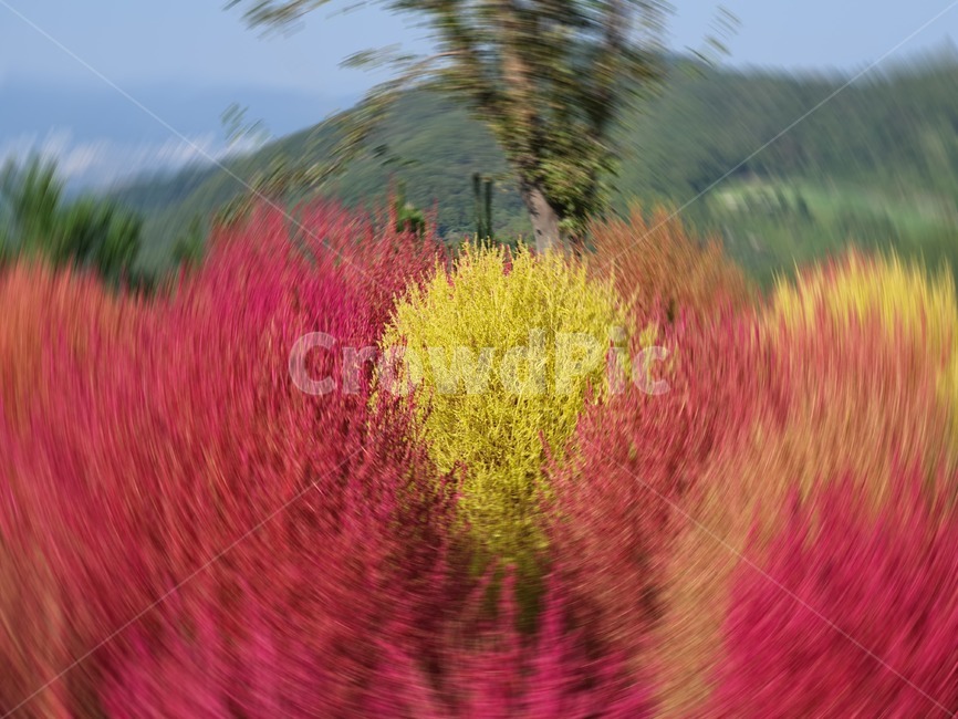 초목,plant,식물,빗자루나무,나무,싸리,뎁싸리,자연,붉은나무,식물,자연,plants,nature