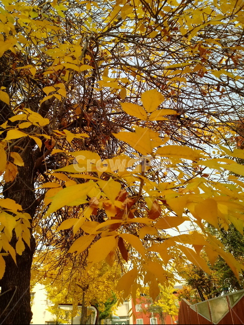 가을,단풍,낙엽,maple,plant,식물,단풍나무,단풍잎,leaf,잎,tree,나무,계절,fallautumnseason,가을단풍,자연,풍경,경치,가을,계절,fall,autumn,season,식물,자연,plants,nature,나무,trees,wood