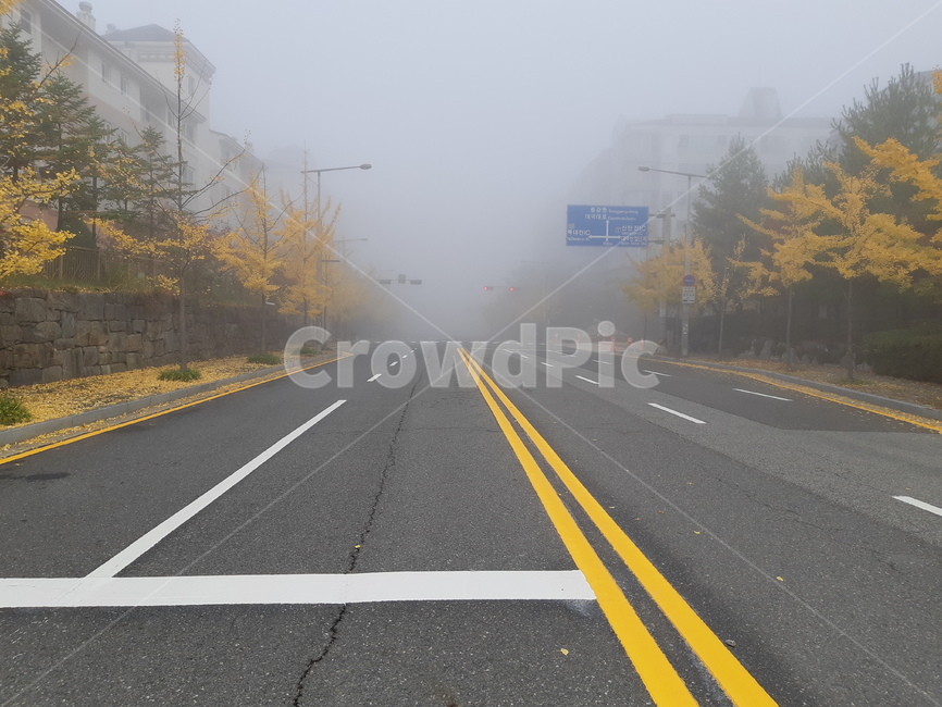가을,도로,낙엽,은행나무,안개,표지판,가로등,건물,fall,road,tree,sign
