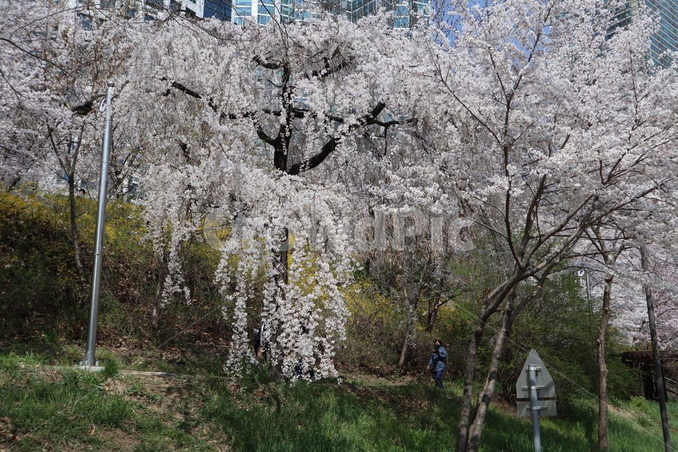 산책길,벚꽃,벚꽃나무,꽃,나무,plant,식물,flower,blossom
