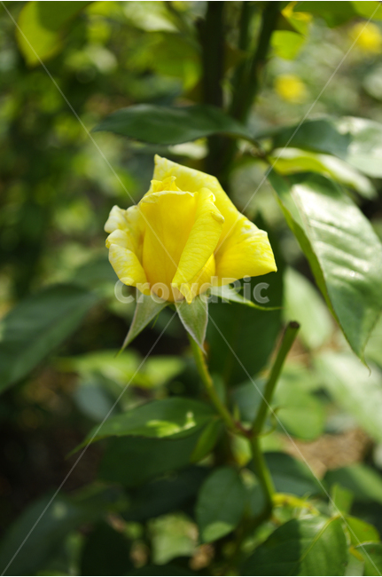 장미,꽃,식물,flower,자연,color,nature,식물,자연,plants,nature,꽃,flower