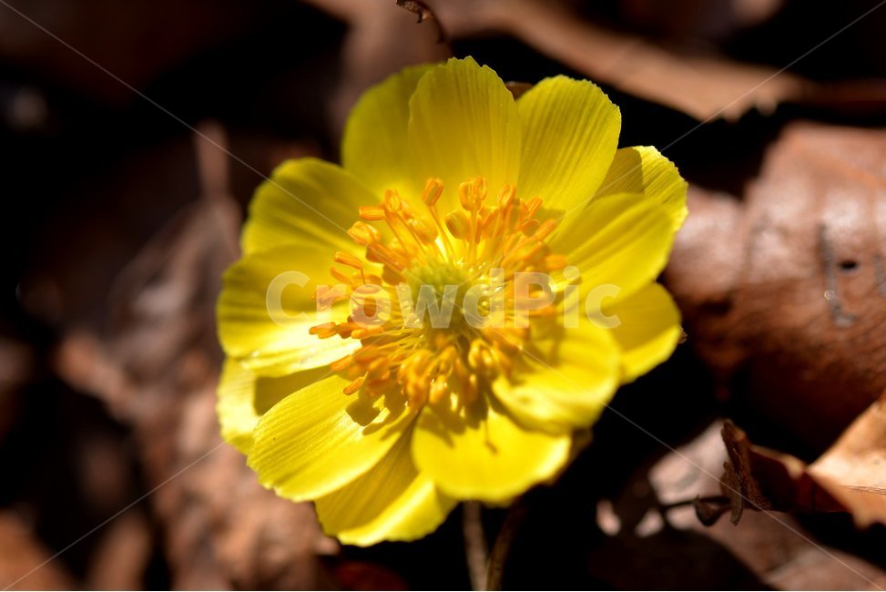 봄,복수초,노랑,따뜻함,spring,식물,자연,plants,nature,꽃,flower
